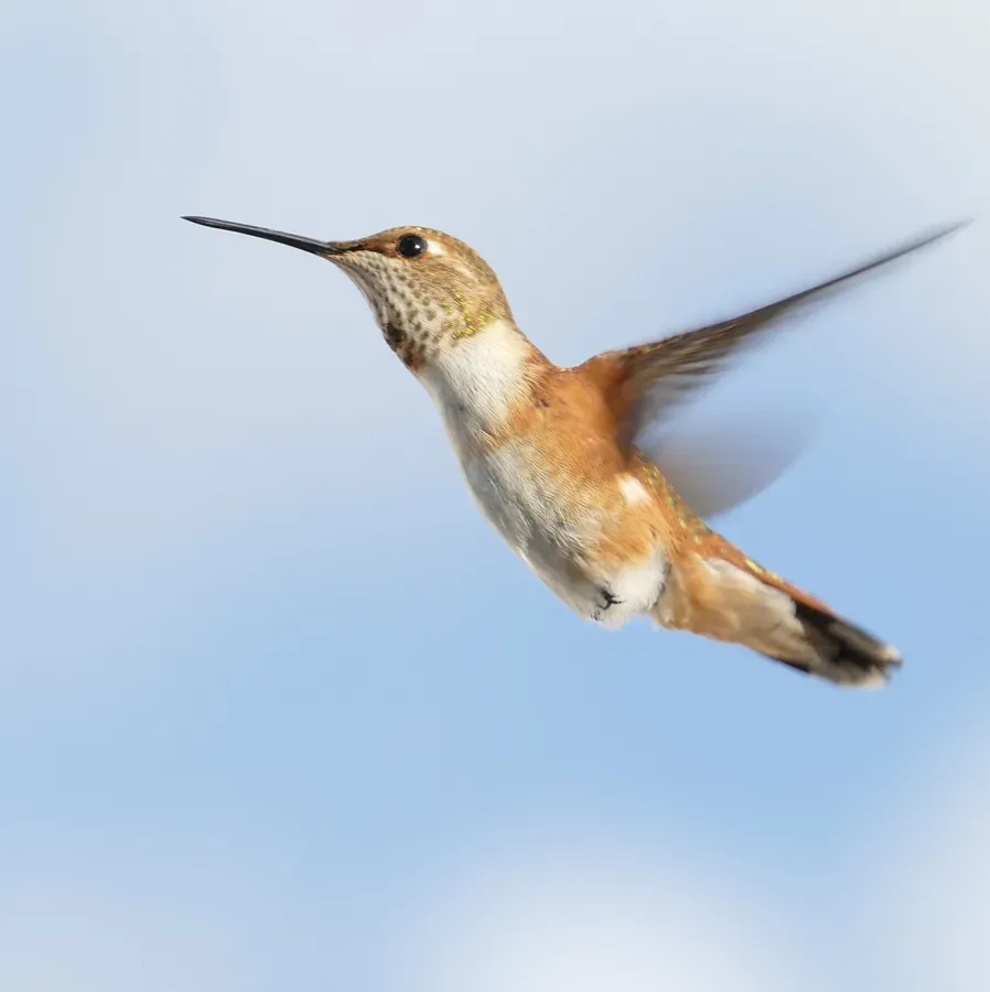 File:Selasphorus rufus 256688394.jpg