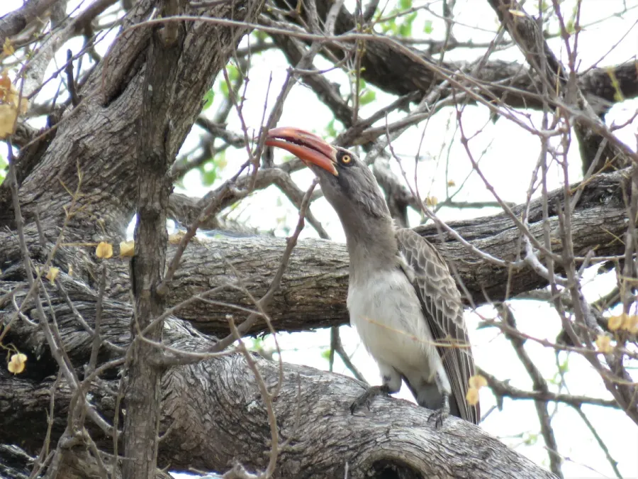 File:Lophoceros bradfieldi 225219456.jpg