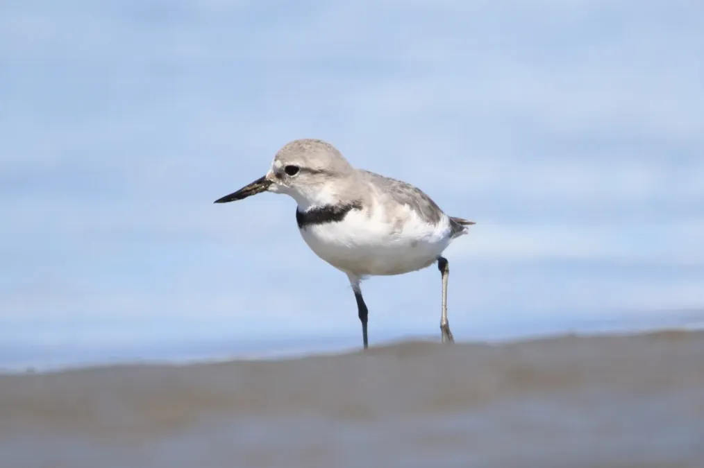 File:Anarhynchus frontalis 178002418.jpg
