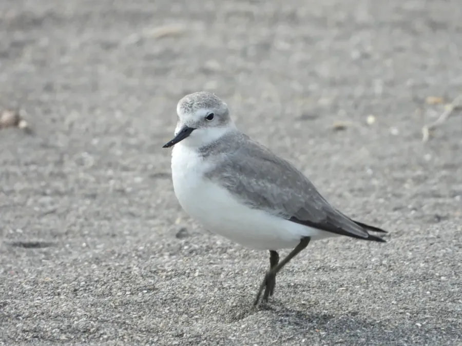 File:Anarhynchus frontalis 183858380.jpg
