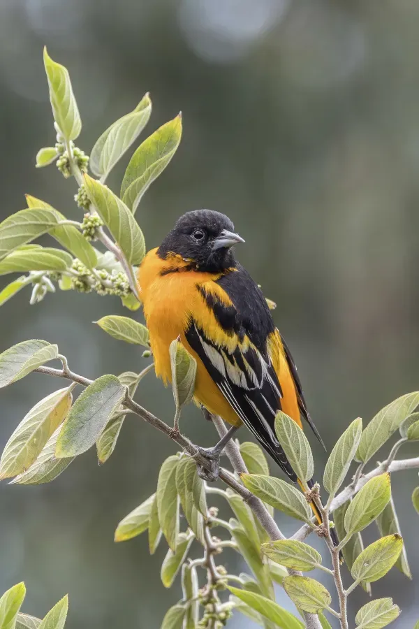 File:Baltimore oriole (Icterus galbula) male Palopo.jpg