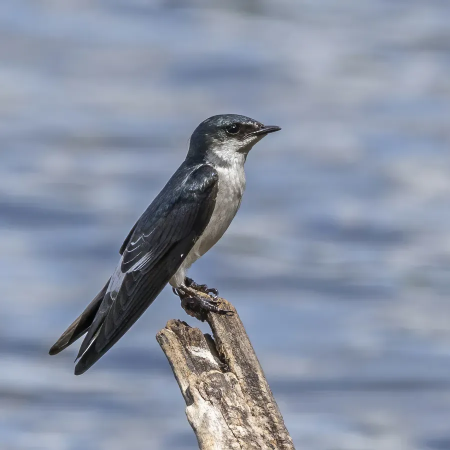 File:Mangrove swallow (Tachycineta albilinea) Peten.jpg