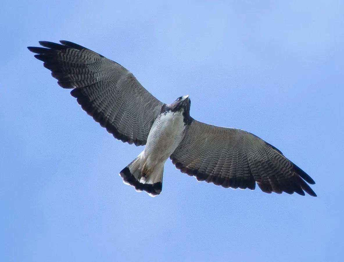 File:Gavião-de-rabo-branco (Geranoaetus albicaudatus) em Serra da Posse.jpg