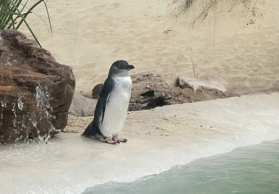 File:Fairy penguin Eudyptula minor Sydney Zoo 2023-03-08.jpg