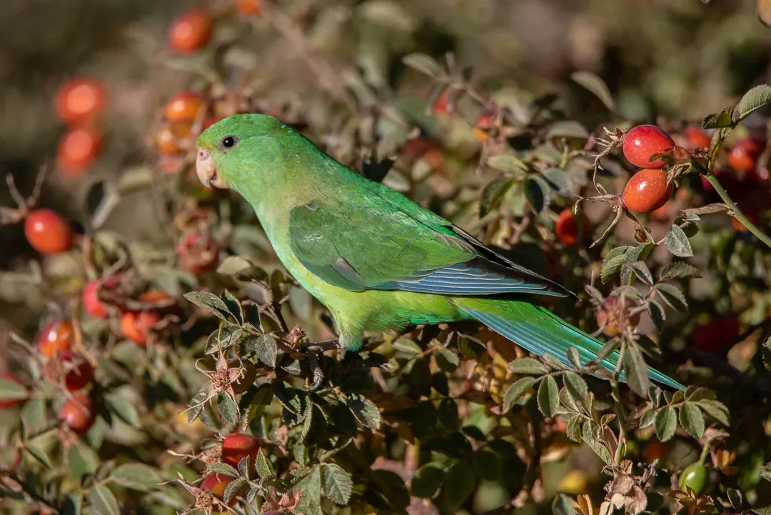 File:Psilopsiagon aurifrons 50860121.jpg