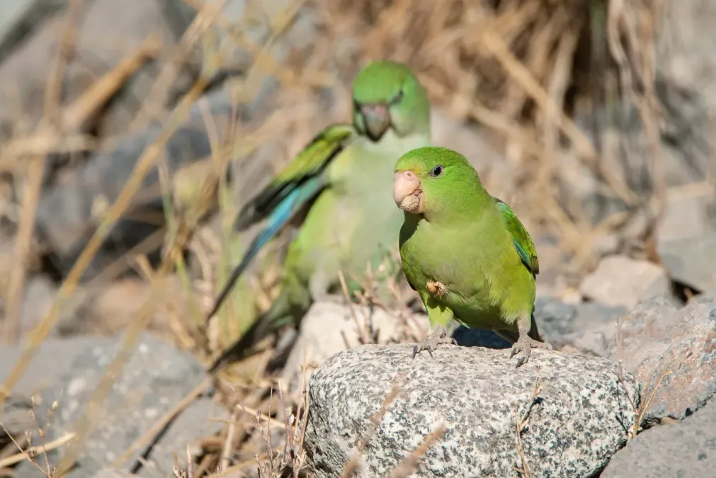File:Psilopsiagon aurifrons 50860220.jpg