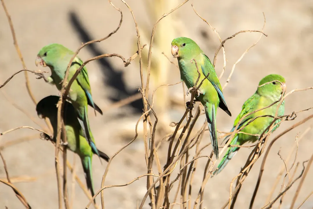 File:Psilopsiagon aurifrons 50860258.jpg