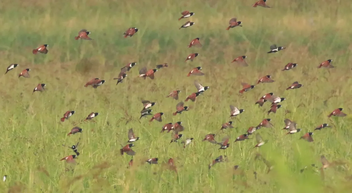 File:Tricoloured munia (Lonchura malacca) flock.jpg
