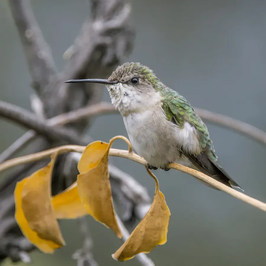File:Ruby-throated hummingbird (Archilochus colubris) female Palopo.jpg