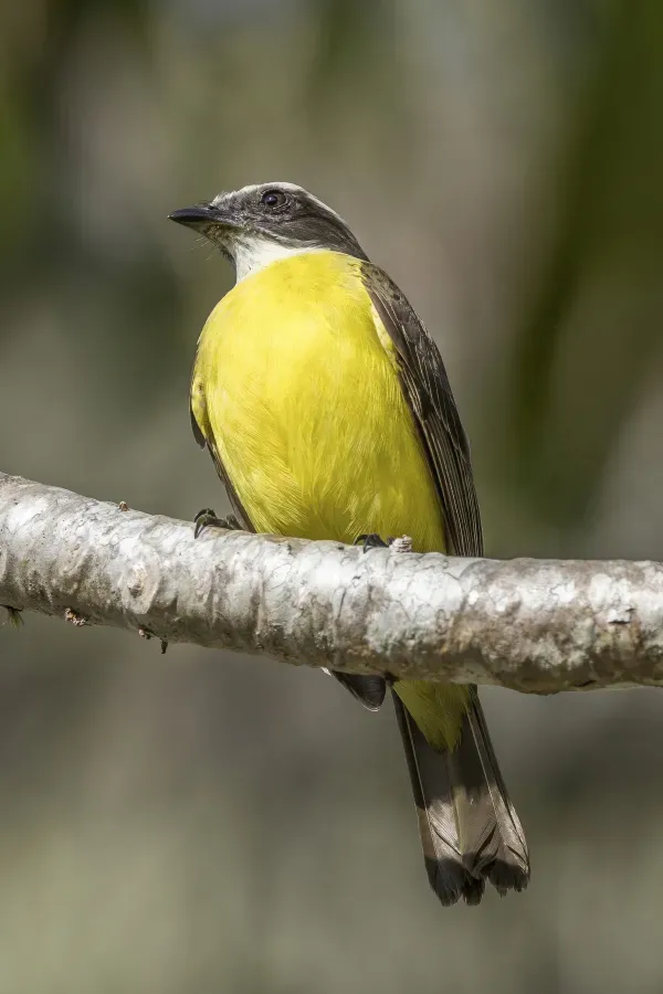 File:Social flycatcher (Myiozetetes similis texensis) Cayo 2.jpg