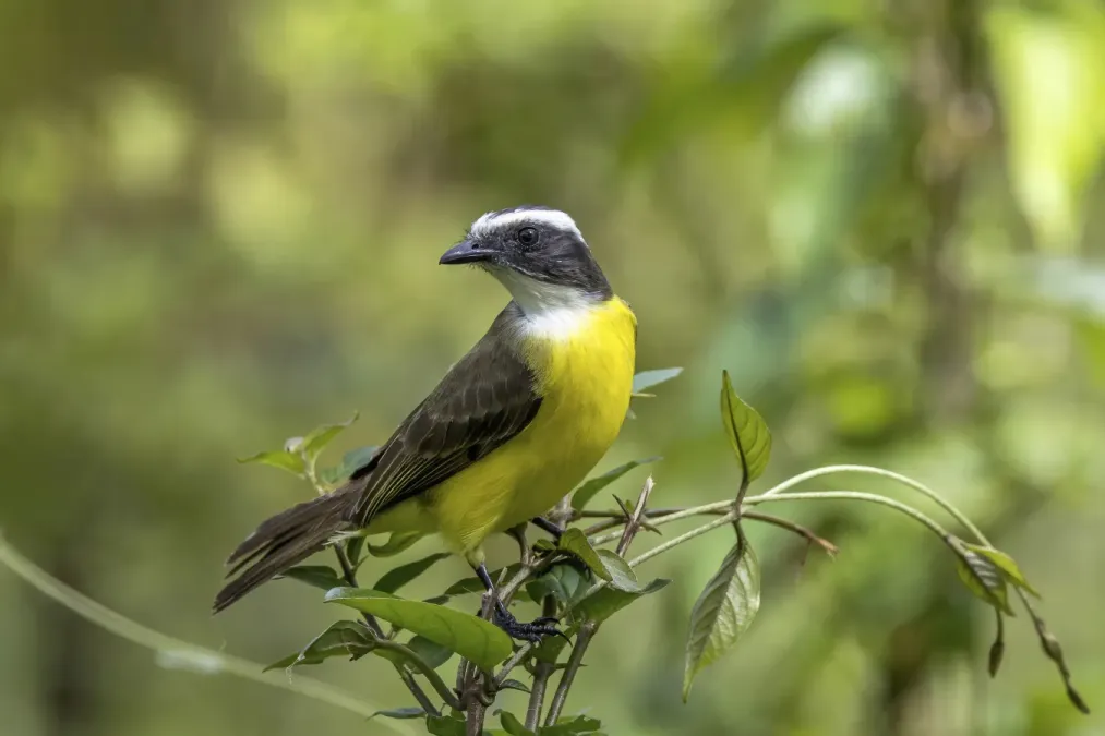 File:Social flycatcher (Myiozetetes similis texensis) Peten.jpg