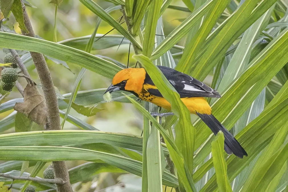 File:Spot-breasted oriole (Icterus pectoralis pectoralis) Copan 2.jpg