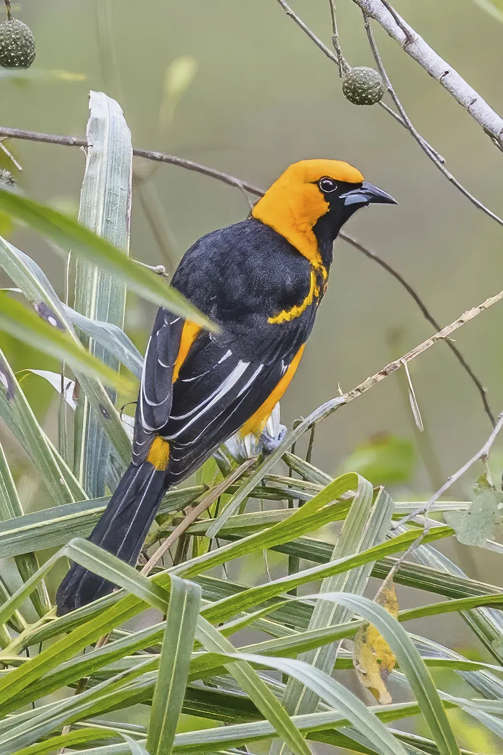 File:Spot-breasted oriole (Icterus pectoralis pectoralis) Copan.jpg