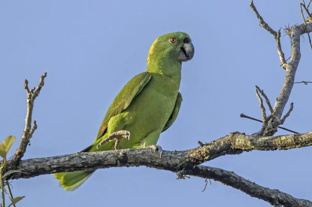 File:Yellow-naped parrot (Amazona auropalliata) Los Tarrales.jpg