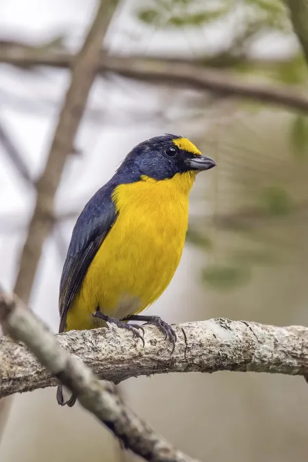 File:Yellow-throated euphonia (Euphonia hirundinacea hirundinacea) male Copan.jpg