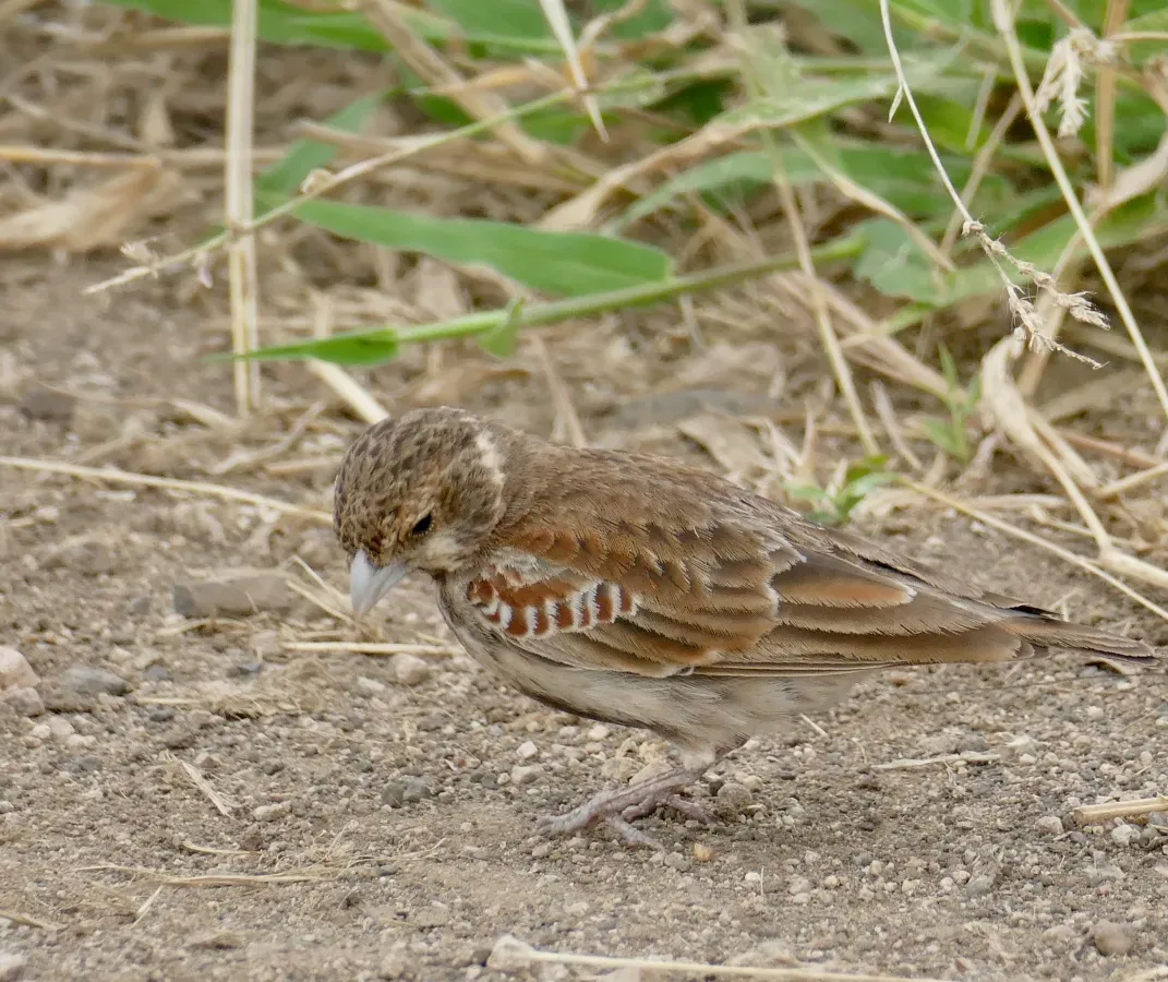 File:Chestnut-backed Sparrow-Lark (Eremopterix leucotis) female ... (52781431883).jpg