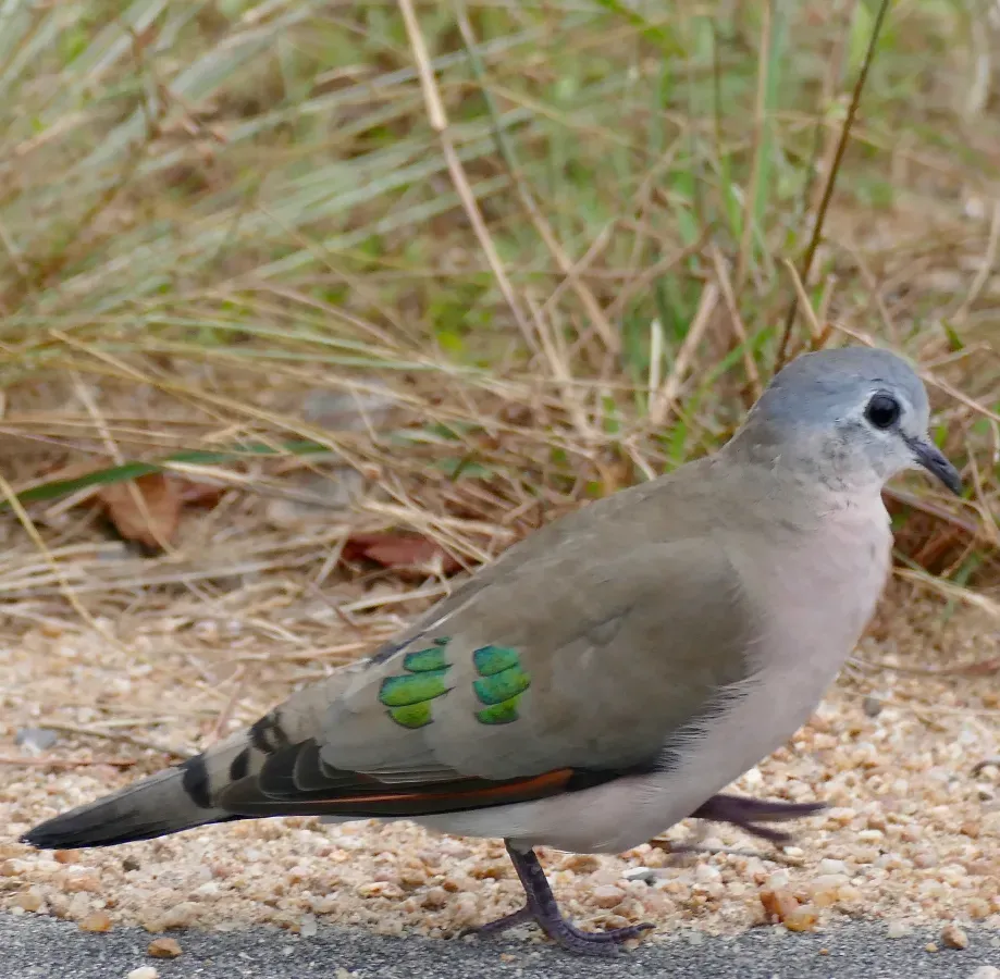 File:Emerald-spotted Wood-Dove (Turtur chalcospilos) (52793550628).jpg