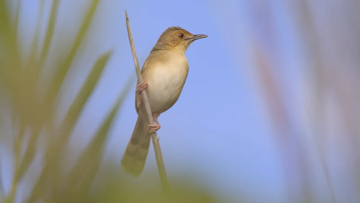 File:Red-faced cisticola (Cisticola erythrops) in the reeds of the dry river bed at Raptors View Wildlife Estate, Limpopo Province, South Africa - 52615390655.jpg
