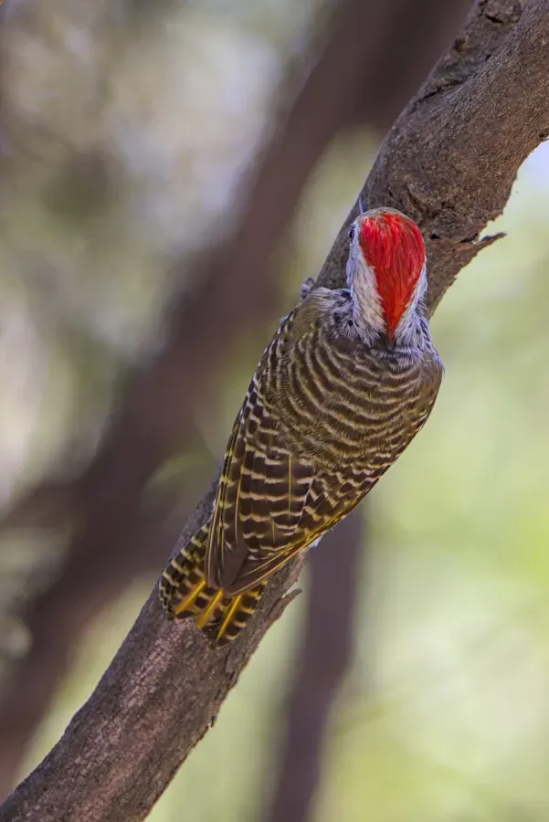 File:Cardinal woodpecker, Dendropicos fuscescens, at Raptors View Wildlife Estate, Hoedspruit, Limpopo, South Africa - 52654696524.jpg