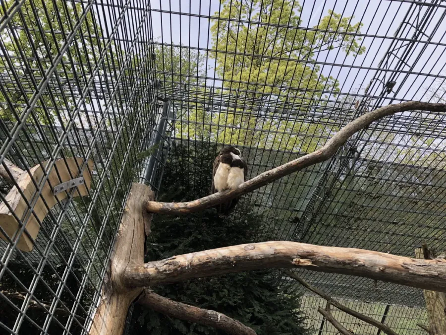 File:Spectacled owl (Pulsatrix perspicillata).jpg