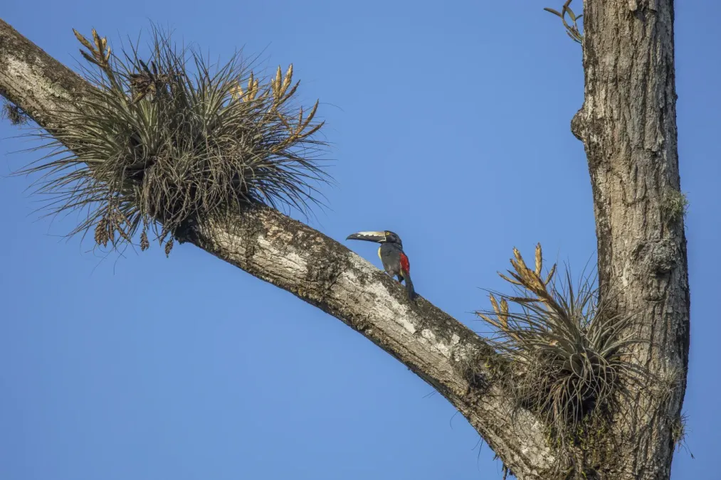 File:Collared aracari (Pteroglossus torquatus torquatus) Los Tarrales.jpg