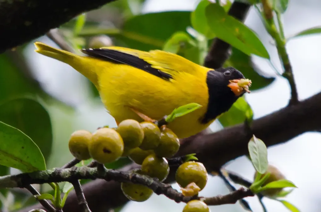File:Linurgus olivaceus 63247076.jpg