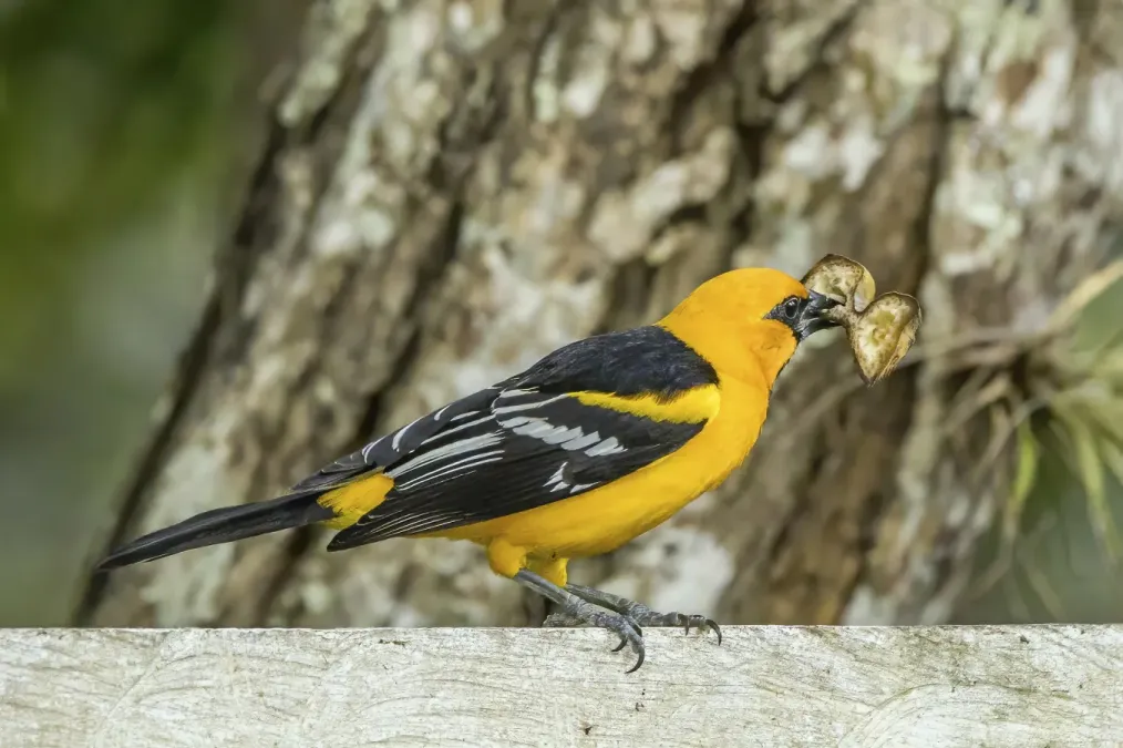 File:Altamira oriole (Icterus gularis gigas) Copan.jpg