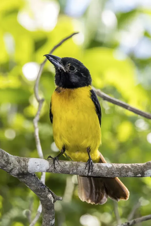 File:Black-throated shrike-tanager (Lanio aurantius) male Peten.jpg