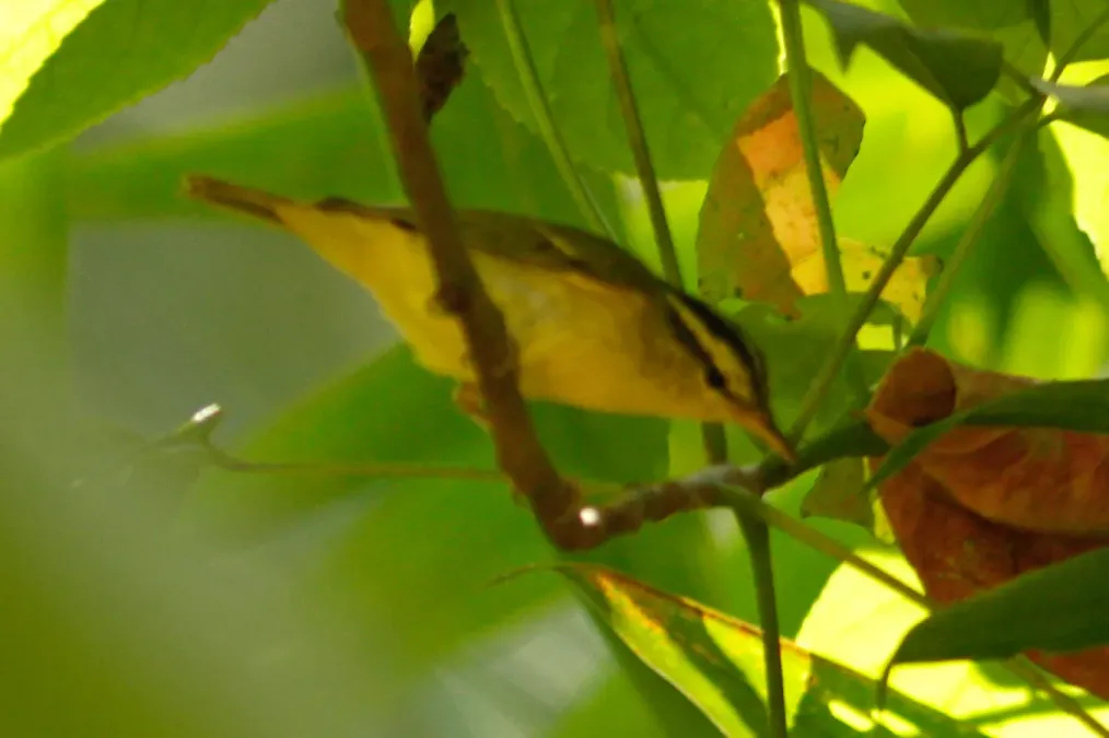File:Phylloscopus ricketti 3859188.jpg