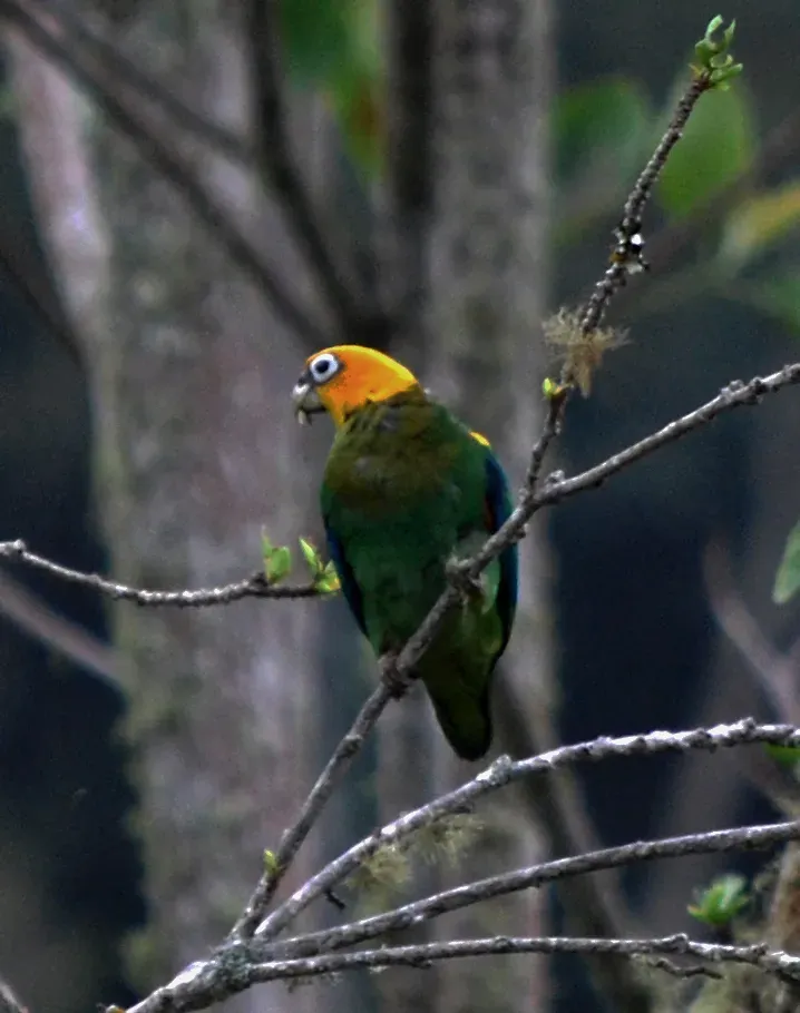 File:Pyrilia pyrilia 72120991.jpg