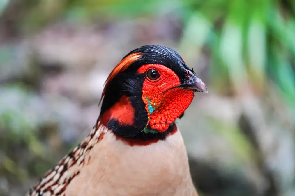 File:Tragopan caboti 02.jpg