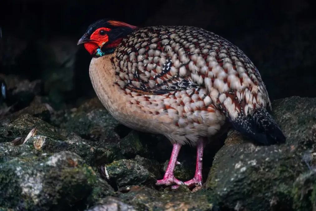 File:Tragopan caboti 05.jpg
