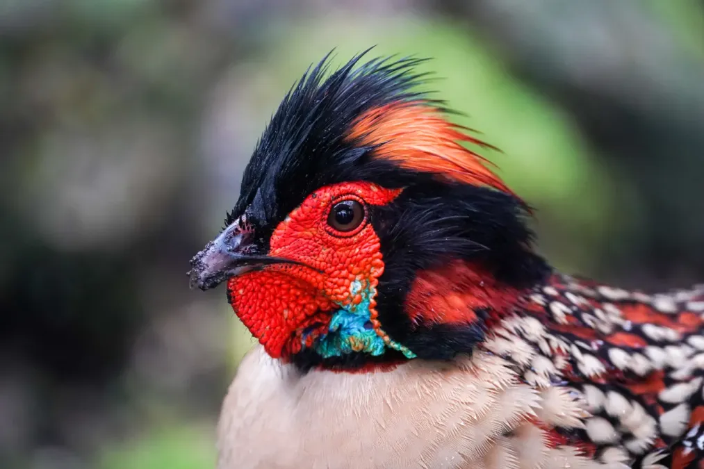 File:Tragopan caboti 06.jpg