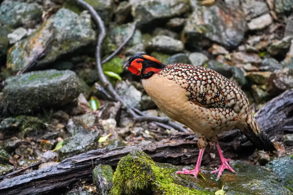 File:Tragopan caboti 04.jpg