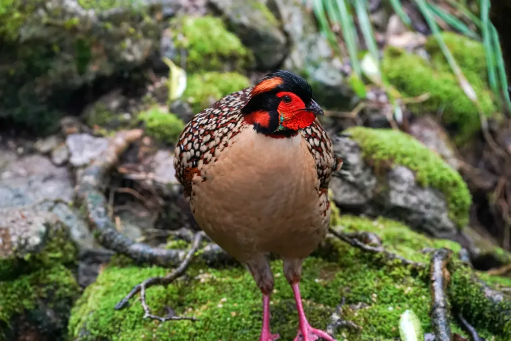 File:Tragopan caboti 07.jpg