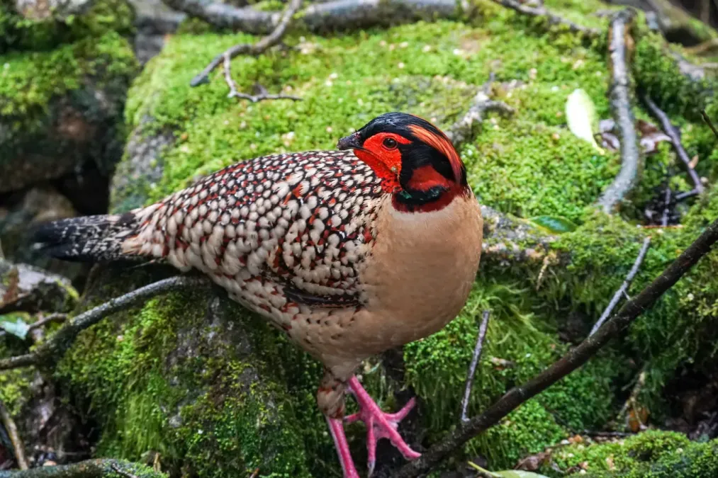 File:Tragopan caboti 08.jpg