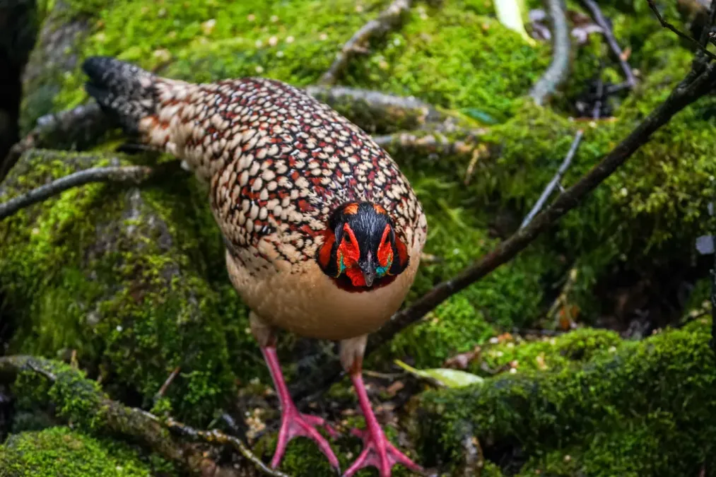 File:Tragopan caboti 09.jpg