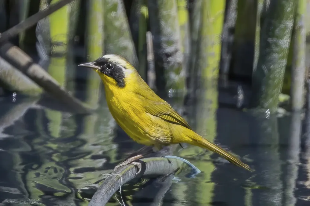 File:Hooded yellowthroat (Geothlypis nelsoni) Lerma.jpg