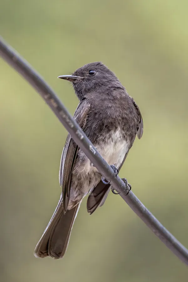 File:Black phoebe (Sayornis nigricans aquaticus) Palopo.jpg