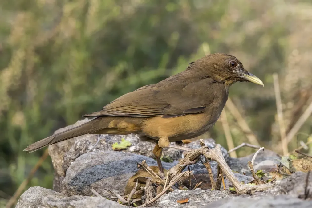File:Clay-coloured thrush (Turdus grayi megas) Palopo.jpg