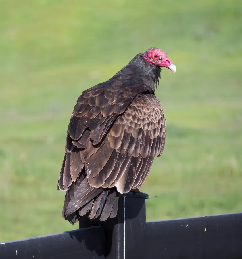 File:Turkey vultures (Cathartes aura) in Santa Rosa (01757).jpg