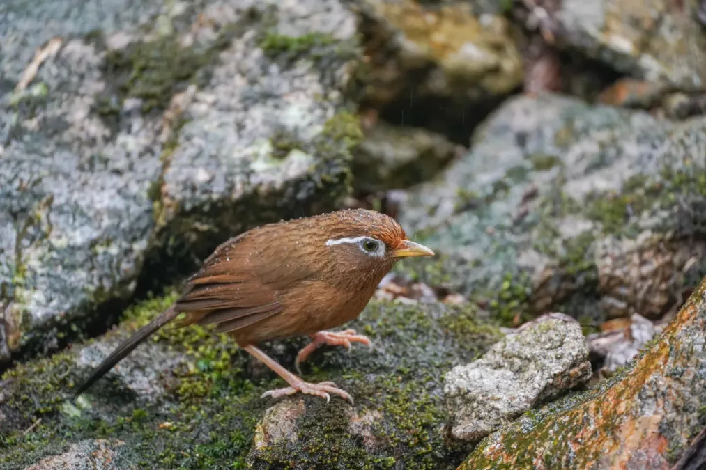 File:Garrulax canorus 01.jpg