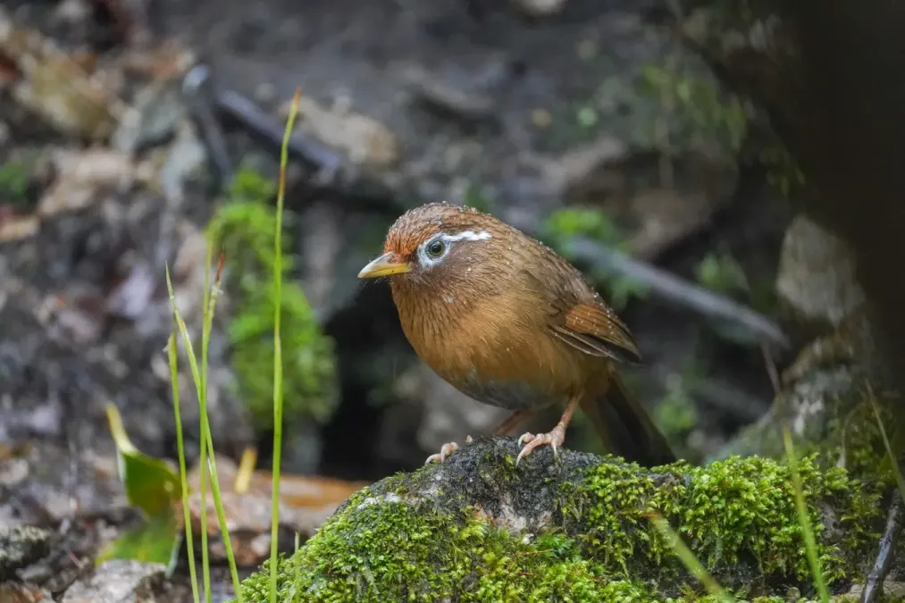 File:Garrulax canorus 03.jpg