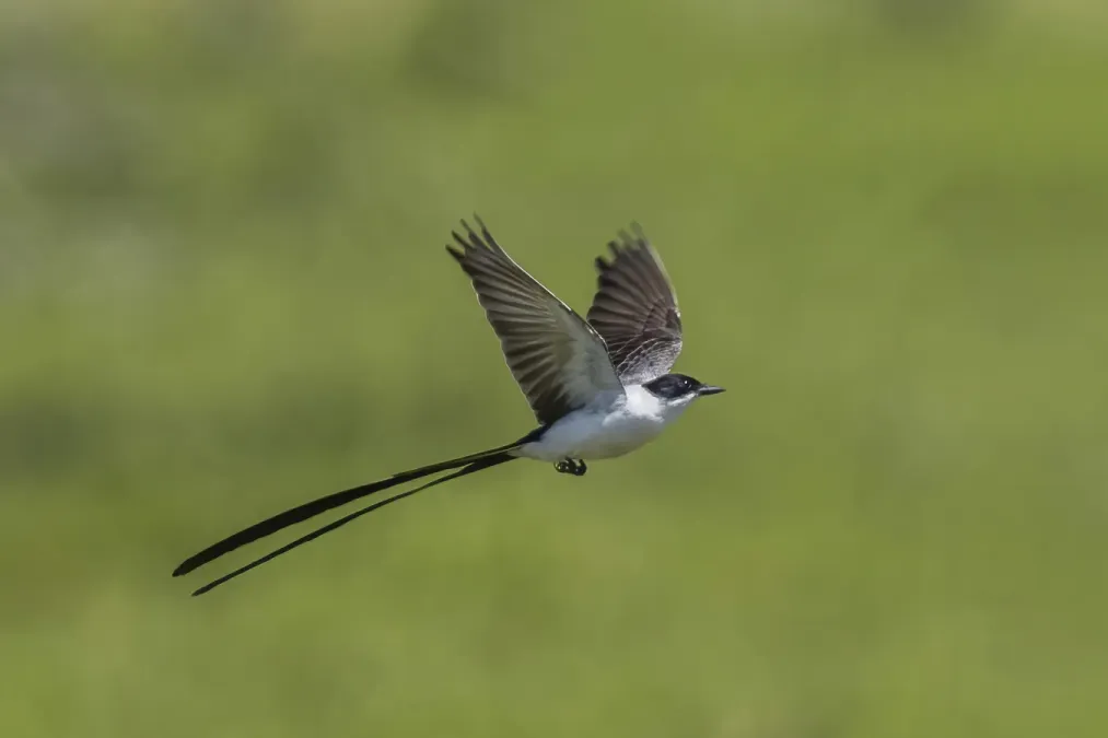 File:Fork-tailed flycatcher (Tyrannus savana monachus) in flight Cayo 2.jpg