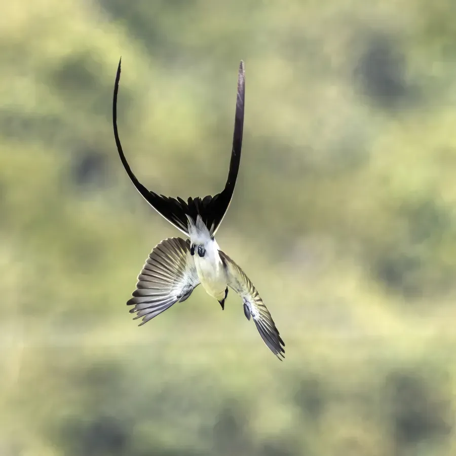 File:Fork-tailed flycatcher (Tyrannus savana monachus) in flight Cayo.jpg