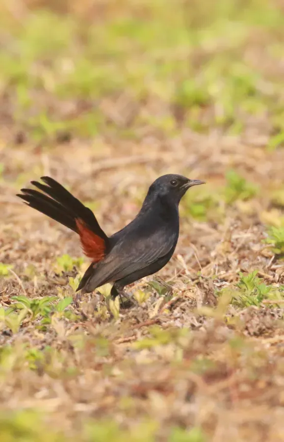File:Indian robin (Copsychus fulicatus),.jpg