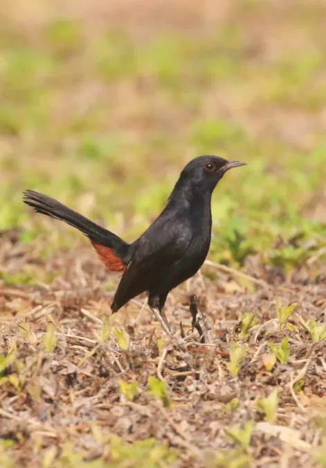 File:Indian robin (Copsychus fulicatus) -.jpg