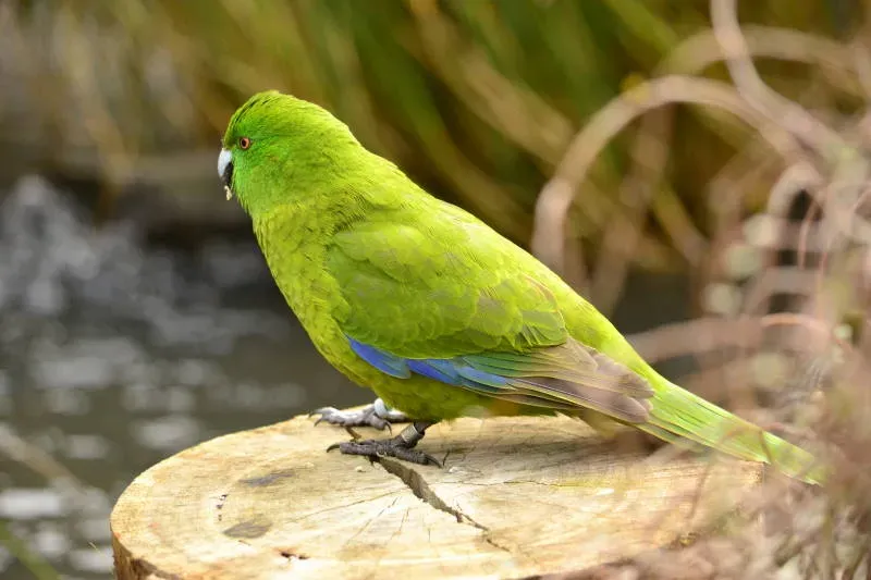 File:Cyanoramphus unicolor DT -NZ Auckland Zoo- (3) (20234158554).jpg