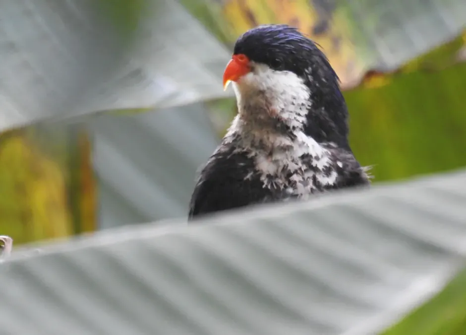 File:Vini peruviana 109891071.jpg