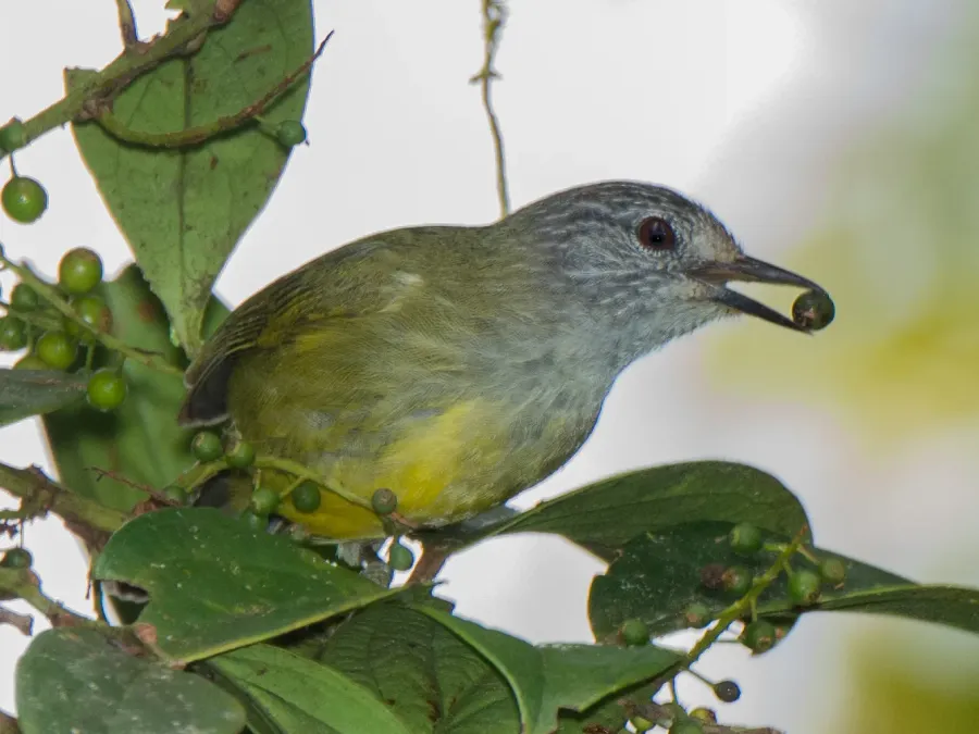 File:Heleia squamiceps 64408738.jpg